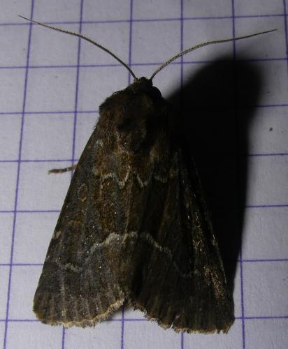 Thalpophila matura